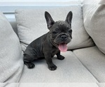 Small French Bulldog