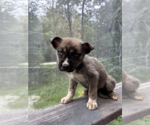 Cane Corso-Siberian Husky Mix Puppy for Sale in DANBY, Vermont USA