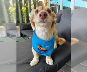 Dachshund Dogs for adoption in Fruitland, SC, USA