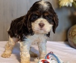 Puppy 2 Cocker Spaniel