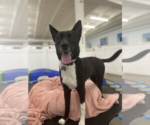 Australian Kelpie-Unknown Mix Dogs for adoption in west Palm Beach, FL, USA