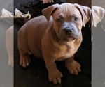 Small Photo #6 American Bully Puppy For Sale in COLUMBUS, OH, USA