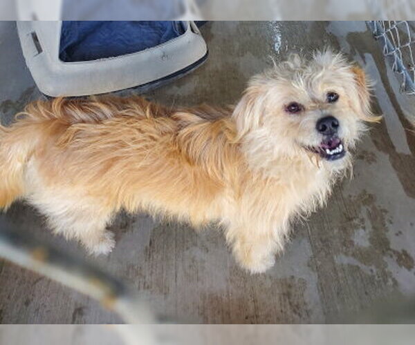 Medium Photo #2 Mutt Puppy For Sale in Ventura, CA, USA