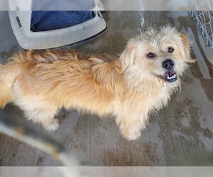 Bolt - Male Mutt Dog for Adoption - Photo #2