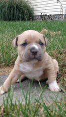 American Bully Mikelands  Puppy for sale in DE GRAFF, OH, USA
