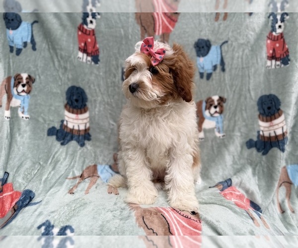 Medium Photo #6 Cavapoo (Miniature) Puppy For Sale in LAKELAND, FL, USA