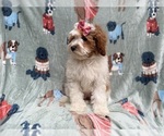 Small #5 Cavapoo (Miniature)