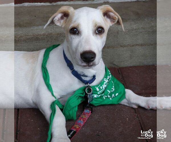 Medium Photo #3 Labrador Retriever-Unknown Mix Puppy For Sale in Washington, DC, USA