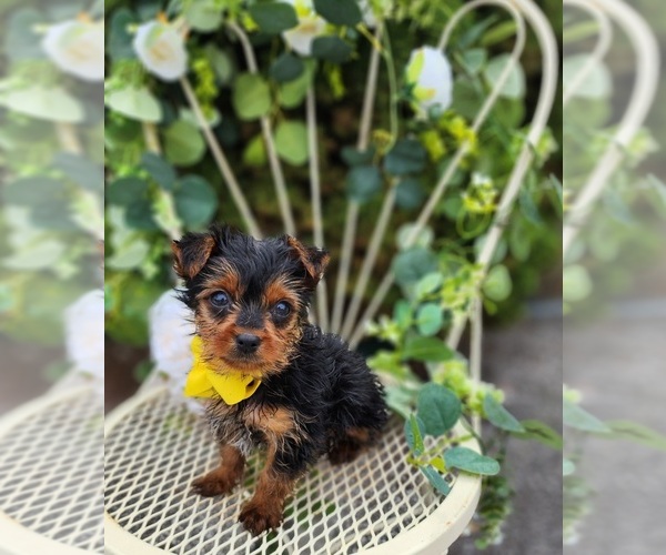 Medium Photo #2 Yorkshire Terrier Puppy For Sale in INDIANAPOLIS, IN, USA