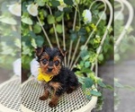 Small #1 Yorkshire Terrier