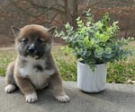 Small Photo #2 Shiba Inu Puppy For Sale in THREE RIVERS, MI, USA