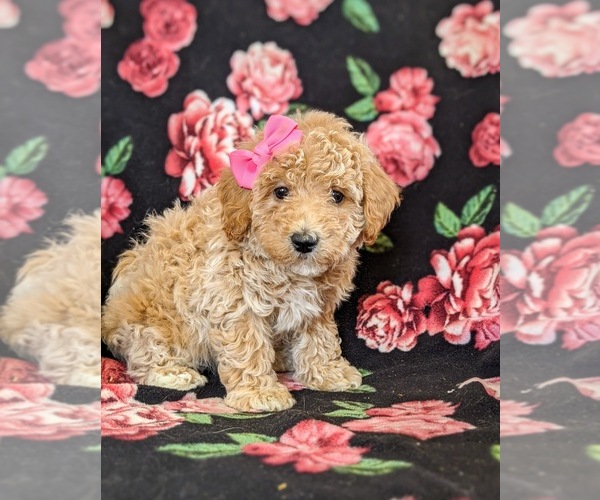Medium Photo #5 Bichpoo Puppy For Sale in LINCOLN UNIV, PA, USA