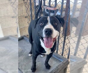 Mutt Dogs for adoption in Riverside, CA, USA