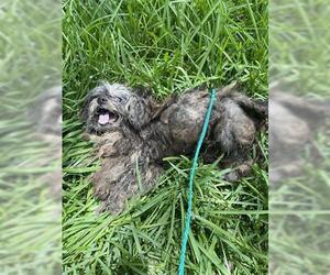 - Mix Dogs for adoption in Houston, TX, USA