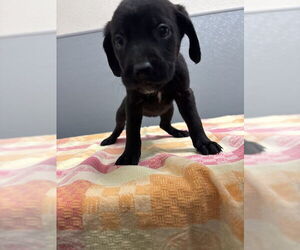 Mutt Dog for Adoption in Las Vegas, Nevada USA