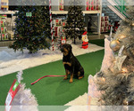 Small Photo #6 Rottweiler Puppy For Sale in NORMAL, IL, USA