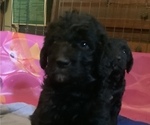 Small Photo #1 Labradoodle-Poodle (Standard) Mix Puppy For Sale in VIENNA, IL, USA