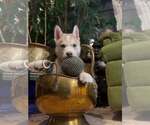 Small #20 Siberian Husky