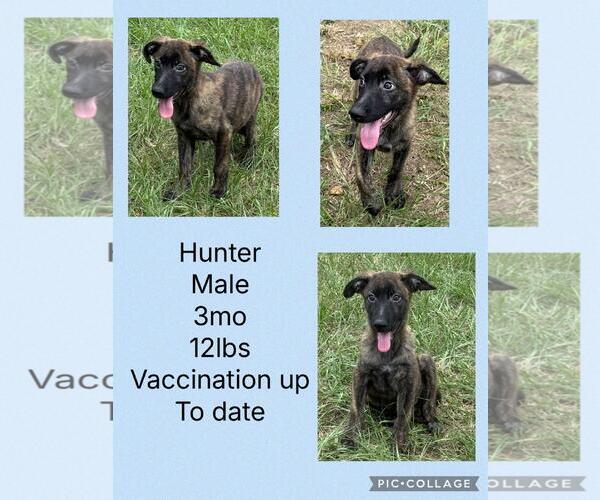 Medium Photo #4 Holland Shepherd-Plott Hound Mix Puppy For Sale in Virginia Beach, VA, USA