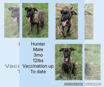 Small #3 Holland Shepherd-Plott Hound Mix