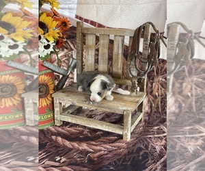 Miniature American Shepherd Puppy for sale in EVANS, CO, USA