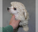 Small #30 Poodle (Toy)
