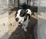 Small Photo #2 Basset Hound Puppy For Sale in Mukwonago, WI, USA