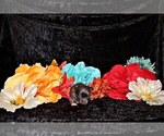 Small Photo #18 Chihuahua Puppy For Sale in CHARLESTON, AR, USA