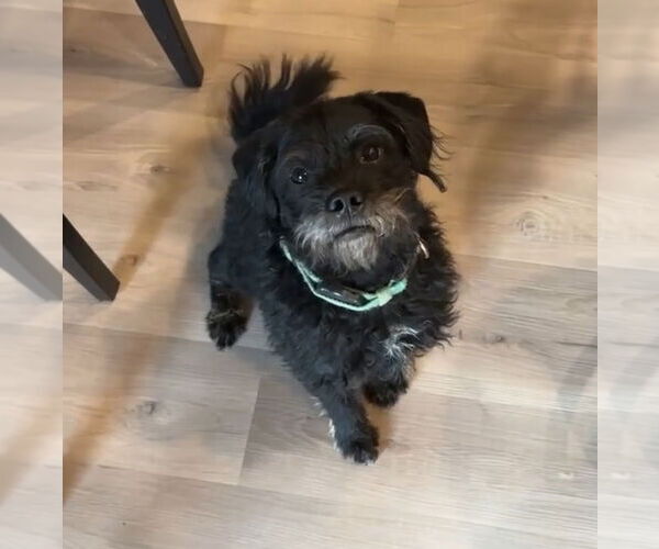 Medium Photo #3 Mutt Puppy For Sale in Grafton, WI, USA