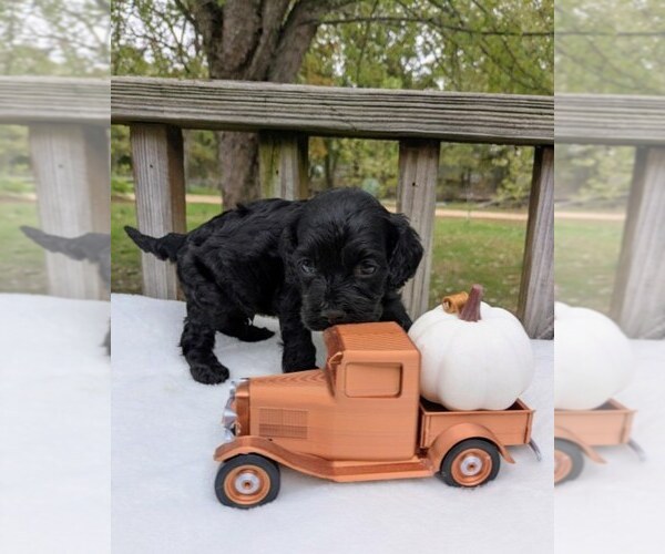 Medium Photo #3 Cock-A-Poo Puppy For Sale in SALEM, MO, USA