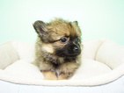 Small Photo #6 Pomeranian Puppy For Sale in LA MIRADA, CA, USA