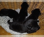 Small Photo #12 Labrador Retriever Puppy For Sale in ORANGE, MA, USA