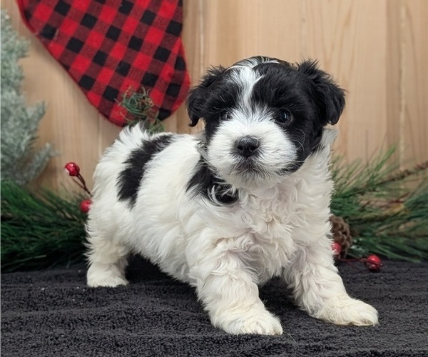 Medium Photo #8 Havanese Puppy For Sale in GOSHEN, IN, USA