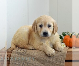 Golden Retriever Puppy for sale in NEWPORT, PA, USA