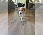 Small #2 Mutt