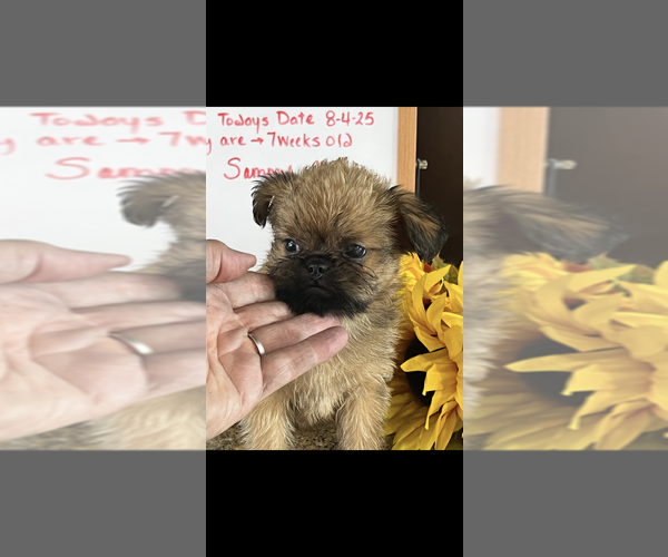 Medium Photo #3 Brussels Griffon Puppy For Sale in NILES, MI, USA