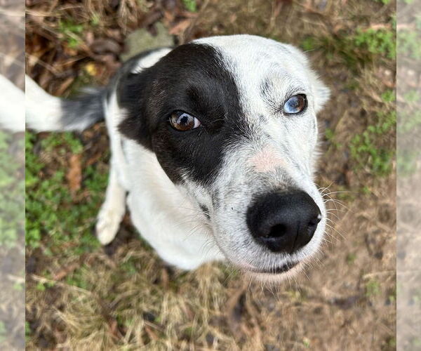 Medium Photo #4 Border-Aussie Puppy For Sale in Cookeville, TN, USA