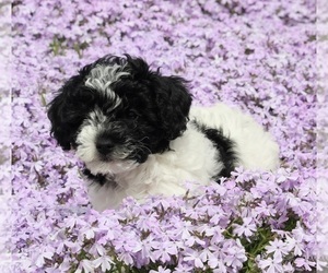 Poodle (Miniature) Puppy for sale in FREDERICKSBURG, OH, USA