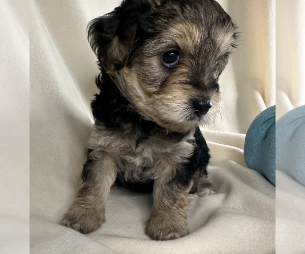 Medium Photo #3 YorkiePoo Puppy For Sale in ROCK HILL, SC, USA