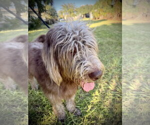 Cinnamon - Male Goldendoodle Dog for Adoption - Photo #3