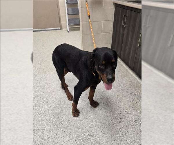 Medium Photo #1 Rottweiler-Unknown Mix Puppy For Sale in Conroe, TX, USA