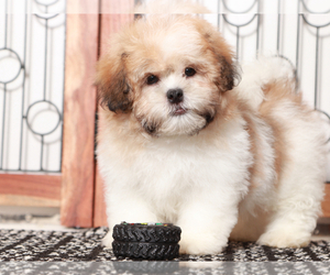 Zuchon Puppy for sale in NAPLES, FL, USA