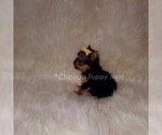 Small Photo #12 Yorkshire Terrier Puppy For Sale in OAK PARK, IL, USA