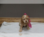 Puppy Bella Cocker Spaniel