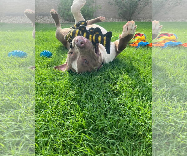Medium Photo #14 American Staffordshire Terrier-Unknown Mix Puppy For Sale in phoenix, AZ, USA