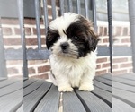 Small #2 Shih Tzu