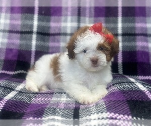 ShihPoo Puppy for sale in LAKELAND, FL, USA