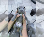 Small Photo #3 American Pit Bull Terrier Puppy For Sale in PARRISH, FL, USA