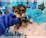 Small #3 Yorkshire Terrier
