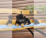 Puppy Finn German Shepherd Dog